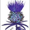 https://www.onemoregift.co.uk/product/scottish-ramble-Thistle- Tea Towel